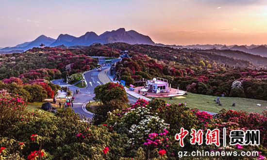 在贵州省毕节市百里杜鹃管理区普底景区拍摄的盛花期景色。 在贵州省毕节市百里杜鹃管理区普底景区拍摄的盛花期景色。