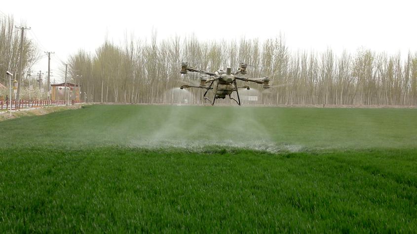 莎车县：无人机植保护航 科技赋能小麦丰产