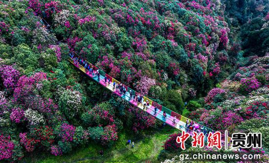 游客在贵州省毕节市百里杜鹃管理区金坡景区游览观景。 游客在贵州省毕节市百里杜鹃管理区金坡景区游览观景。