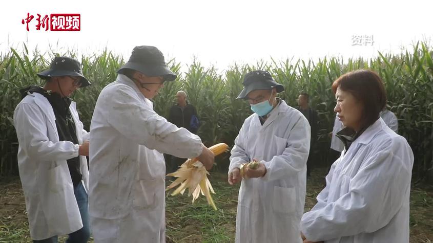 新疆农技员吐尔逊：我为什么回到这片土地？