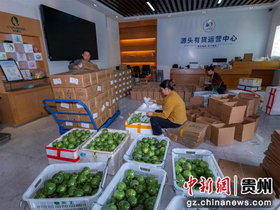 罗甸早春蔬菜打包发货现场 。董峰应 摄