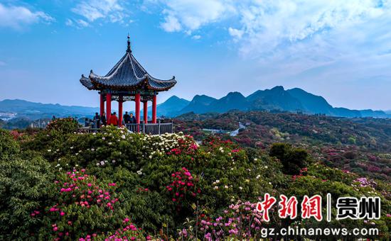 在贵州省毕节市百里杜鹃管理区普底景区拍摄的盛花期景色。 在贵州省毕节市百里杜鹃管理区普底景区拍摄的盛花期景色。