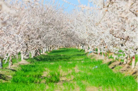 杏花林。疏附县融媒体中心 供图e