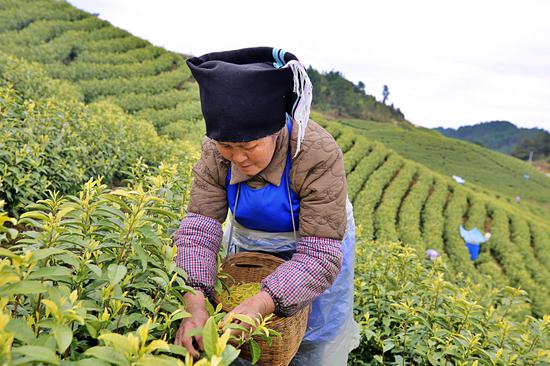 采茶工正在采茶