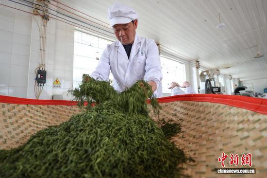 4月3日，工人在贵州省黔南州贵定县云雾镇境内的茶叶加工车间制作明前茶。中新社记者 瞿宏伦 摄