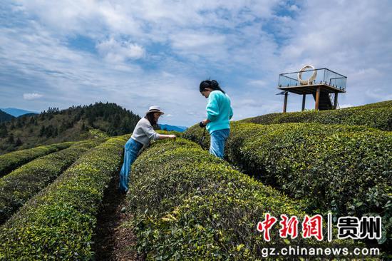 20260401，游客在贵州省黔东南州岑巩县客楼镇下寨村仙境坡游玩。杨云摄