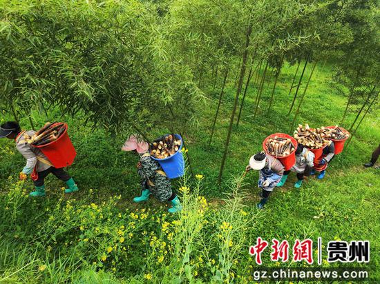 村民采笋归家。 罗静漪 摄 村民采笋归家。 罗静漪 摄