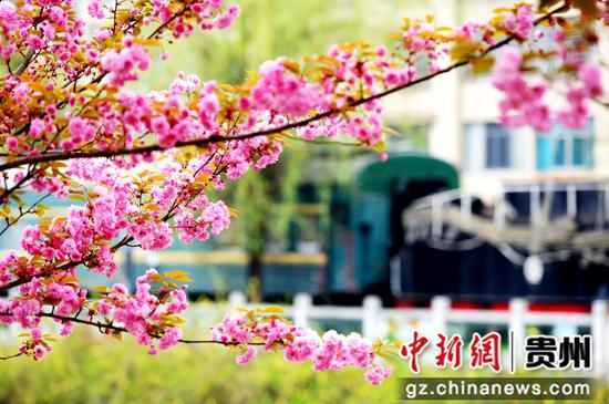 六盘水水城河畔樱花竞放踏青赏樱正当时 六盘水水城河畔樱花竞放踏青赏樱正当时