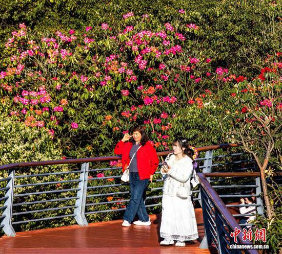 2026年4月4日，地处乌蒙山腹地的贵州省毕节市百里杜鹃景区各类杜鹃绽放，暖阳下，人们踏青赏花，乐享假日春光。百里杜鹃景区横跨贵州毕节大方县和黔西市，核心区面积达125.8平方公里。景区内绵延百里的高山原生态杜鹃林是迄今为止已查明的世界上面积最大、种类最多、保存最完好的原始杜鹃林，有“地球彩带·世界花园”的美誉。 史开心 摄