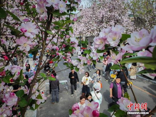 4月3日，民众在天津五大道观赏海棠花。当日，天津五大道迎来一年一度海棠花节，千余株西府海棠次第绽放，粉白花瓣缀满枝头，吸引市民和游客纷纷驻足拍照，定格春日美景。中新社记者 佟郁 摄