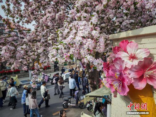 4月3日，民众在天津五大道观赏海棠花。当日，天津五大道迎来一年一度海棠花节，千余株西府海棠次第绽放，粉白花瓣缀满枝头，吸引市民和游客纷纷驻足拍照，定格春日美景。中新社记者 佟郁 摄