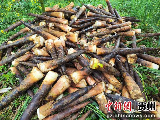 赫章县达依乡刚采收的春笋 罗静漪 摄 赫章县达依乡刚采收的春笋 罗静漪 摄