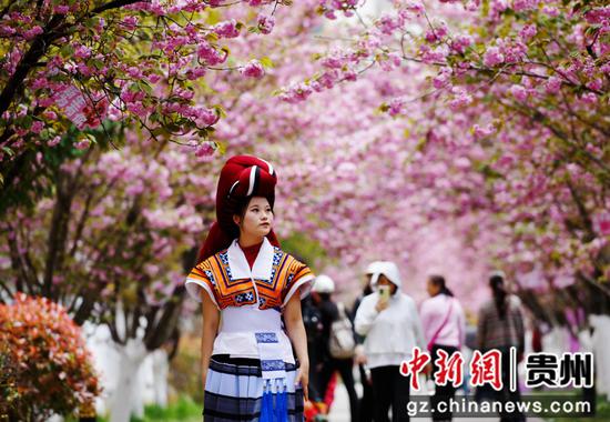 六盘水水城河畔樱花竞放踏青赏樱正当时 六盘水水城河畔樱花竞放踏青赏樱正当时