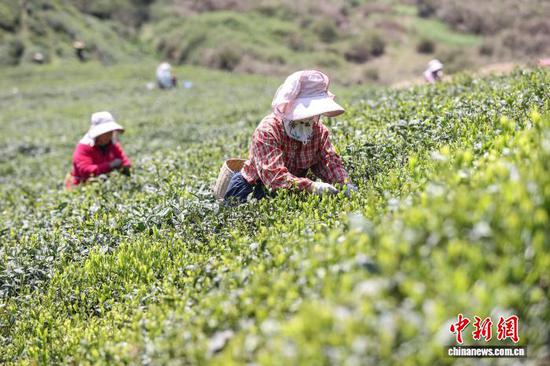 4月3日，茶农在贵州省黔南州贵定县云雾镇境内的茶园采摘春茶。中新社记者 瞿宏伦 摄