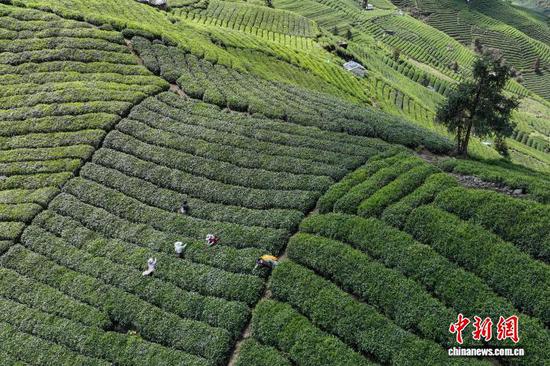 4月3日，茶农在贵州省黔南州贵定县云雾镇境内的茶园采摘春茶。该镇种植的10.8万亩茶园进入明前茶采摘、制作忙碌期，当地茶农、茶企忙于采摘、制作明前茶供应市场，一派繁忙景象。（无人机照片）中新社记者 瞿宏伦 摄