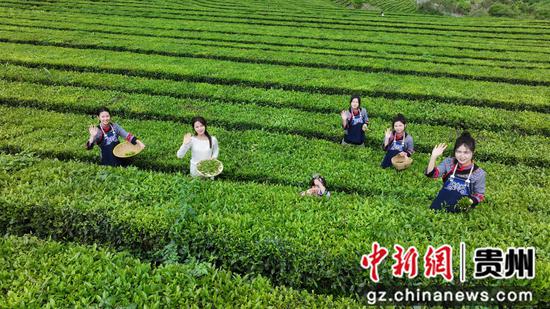 游客在茶山体验采茶乐趣 游客在茶山体验采茶乐趣