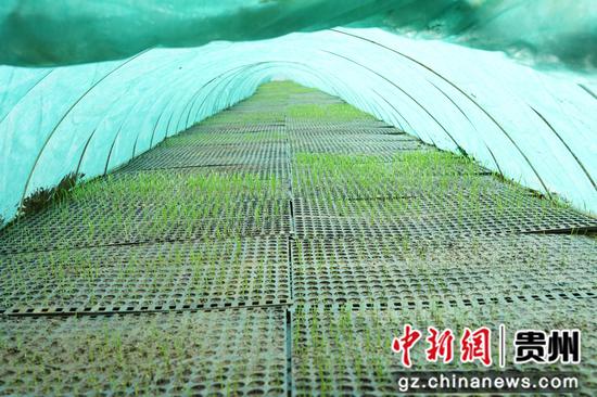 清镇市黔颂耘农事服务中心的水稻集中育苗基地的秧苗。李锦明摄 清镇市黔颂耘农事服务中心的水稻集中育苗基地的秧苗。李锦明摄