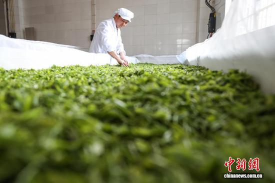 4月3日，工人在贵州省黔南州贵定县云雾镇境内的茶叶加工车间制作明前茶。中新社记者 瞿宏伦 摄