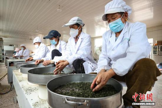 4月3日，工人在贵州省黔南州贵定县云雾镇境内的茶叶加工车间制作明前茶。中新社记者 瞿宏伦 摄