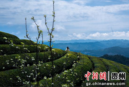 游客在贵州省黔东南州岑巩县客楼镇下寨村仙境坡游玩。杨云摄