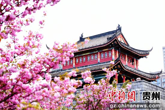 六盘水水城河畔樱花竞放踏青赏樱正当时 六盘水水城河畔樱花竞放踏青赏樱正当时