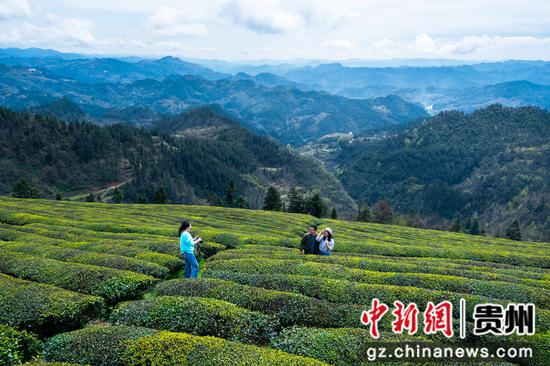 游客在贵州省黔东南州岑巩县客楼镇下寨村仙境坡游玩。杨云 摄