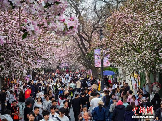 4月3日，民众在天津五大道观赏海棠花。当日，天津五大道迎来一年一度海棠花节，千余株西府海棠次第绽放，粉白花瓣缀满枝头，吸引市民和游客纷纷驻足拍照，定格春日美景。中新社记者 佟郁 摄
