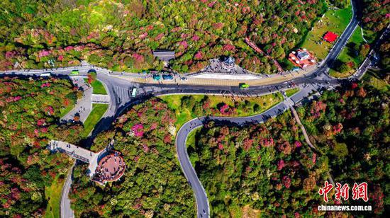 2026年4月4日，地处乌蒙山腹地的贵州省毕节市百里杜鹃景区各类杜鹃绽放，暖阳下，人们踏青赏花，乐享假日春光。百里杜鹃景区横跨贵州毕节大方县和黔西市，核心区面积达125.8平方公里。景区内绵延百里的高山原生态杜鹃林是迄今为止已查明的世界上面积最大、种类最多、保存最完好的原始杜鹃林，有“地球彩带·世界花园”的美誉。 史开心 摄