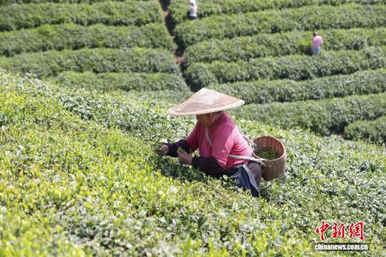 4月3日，茶农在贵州省黔南州贵定县云雾镇境内的茶园采摘春茶。中新社记者 瞿宏伦 摄