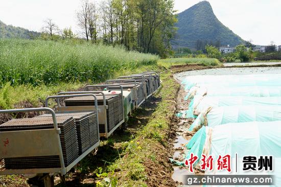 轨道运输车代替人工批量将钵盘运输到水田,进入到苗床摆盘育秧环节。李锦明摄 轨道运输车代替人工批量将钵盘运输到水田,进入到苗床摆盘育秧环节。李锦明摄