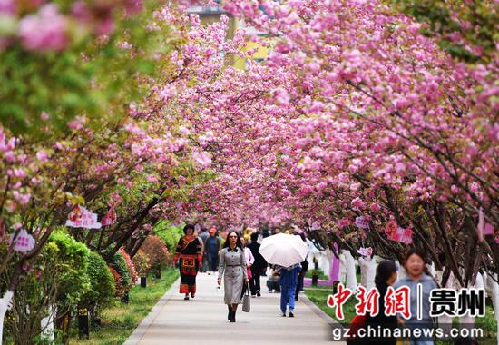 六盘水水城河畔樱花竞放踏青赏樱正当时 六盘水水城河畔樱花竞放踏青赏樱正当时