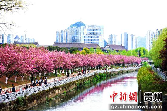六盘水水城河畔樱花竞放踏青赏樱正当时 六盘水水城河畔樱花竞放踏青赏樱正当时