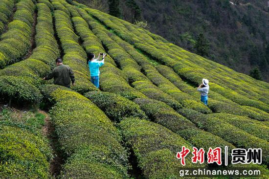 游客在贵州省黔东南州岑巩县客楼镇下寨村仙境坡游玩。杨云摄