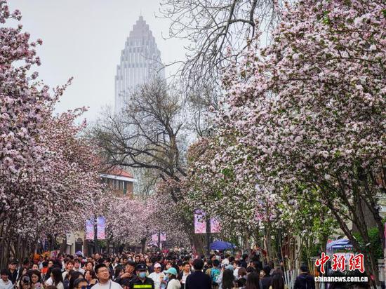 4月3日，民众在天津五大道观赏海棠花。当日，天津五大道迎来一年一度海棠花节，千余株西府海棠次第绽放，粉白花瓣缀满枝头，吸引市民和游客纷纷驻足拍照，定格春日美景。中新社记者 佟郁 摄