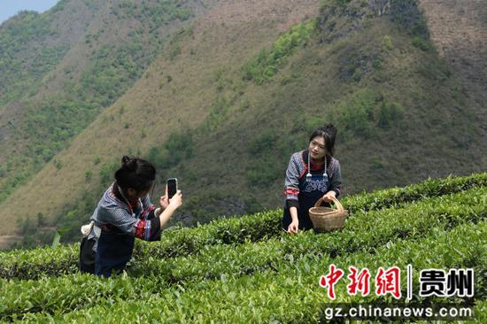 游客在茶山拍照打卡 游客在茶山拍照打卡
