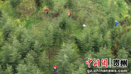 达依乡尖山竹园航拍。 鲁绍林 摄 达依乡尖山竹园航拍。 鲁绍林 摄