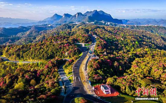 2026年4月4日，地处乌蒙山腹地的贵州省毕节市百里杜鹃景区各类杜鹃绽放，暖阳下，人们踏青赏花，乐享假日春光。百里杜鹃景区横跨贵州毕节大方县和黔西市，核心区面积达125.8平方公里。景区内绵延百里的高山原生态杜鹃林是迄今为止已查明的世界上面积最大、种类最多、保存最完好的原始杜鹃林，有“地球彩带·世界花园”的美誉。 史开心 摄