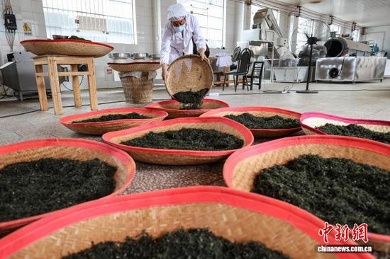 4月3日，工人在贵州省黔南州贵定县云雾镇境内的茶叶加工车间制作明前茶。中新社记者 瞿宏伦 摄