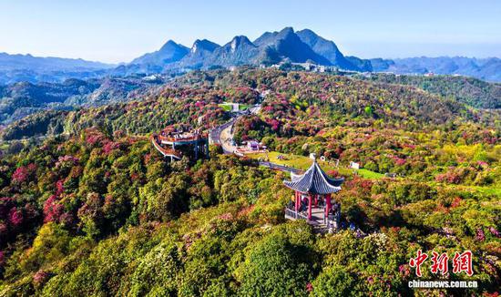 “地球彩带”贵州毕节百里杜鹃景区盛花期吸引游客