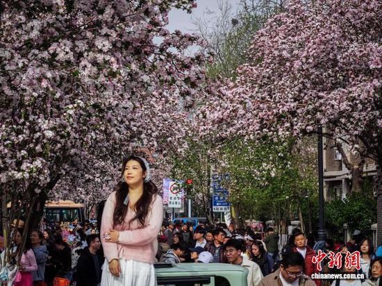 4月3日，民众在天津五大道观赏海棠花。当日，天津五大道迎来一年一度海棠花节，千余株西府海棠次第绽放，粉白花瓣缀满枝头，吸引市民和游客纷纷驻足拍照，定格春日美景。中新社记者 佟郁 摄