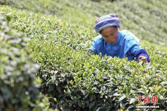 4月3日，茶农在贵州省黔南州贵定县云雾镇境内的茶园采摘春茶。中新社记者 瞿宏伦 摄