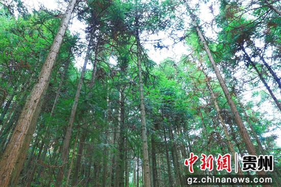 剑河县革东镇宝贡屯村森林一角。杨洁茹 摄