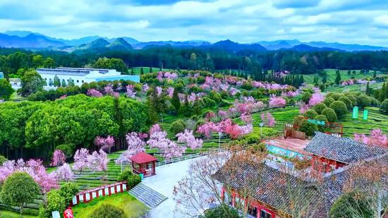 茶海之心景区茶园迎来碧桃盛开。 茶海之心景区茶园迎来碧桃盛开。