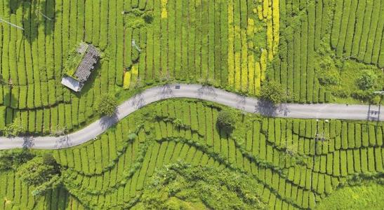 位于江口县坝盘镇挂扣村的抹茶种植基地。 李鹤 摄(影像贵州) 位于江口县坝盘镇挂扣村的抹茶种植基地。 李鹤 摄(影像贵州)
