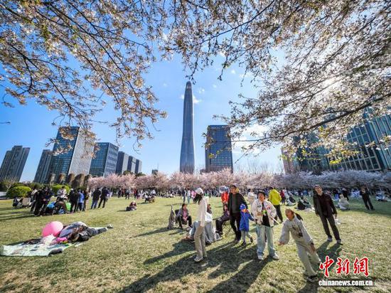 4月6日，天津泰达城市公园，民众在樱花大道休憩。近日，天津经开区泰达城市公园樱花与MSD广场油菜花同期盛放，吸引了众多市民和游客前来踏青赏花，邂逅春日浪漫之约。中新社记者 佟郁 摄