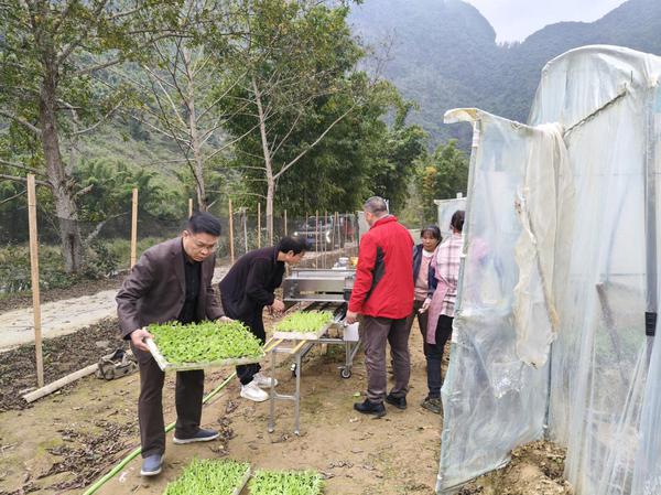 党员在协助烟农开展烟苗剪叶。颜新宁 摄