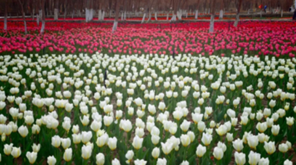 春日泽普，湿地公园内郁金香竞相绽放，粉白橙黄交织成浪漫花海。