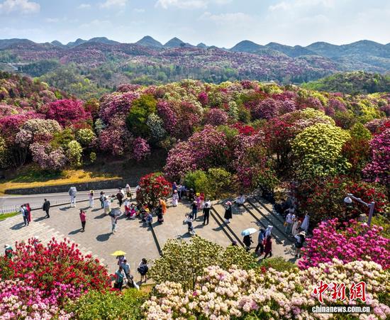 2024年4月2日,游客在贵州省毕节市百里杜鹃普底景区赏花。(无人机照片) 2024年4月2日,游客在贵州省毕节市百里杜鹃普底景区赏花。(无人机照片)