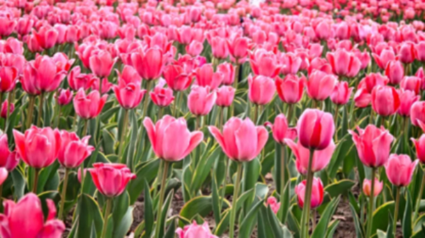 4月4日，泽普县金湖杨国家5A级旅游景区内郁金香迎来盛放期，缤纷花海点亮春日风光，吸引大批游客前来打卡游玩。