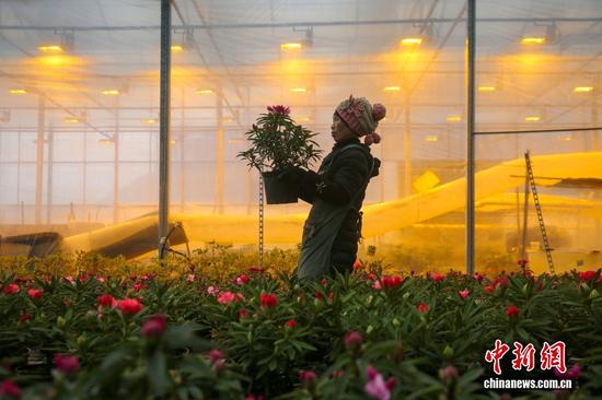 与此同时,百里杜鹃管理区还把杜鹃种植引入大棚以供应市场。图为2022年1月13日,花农在贵州省毕节市百里杜鹃管理区鹏程街道启化村汇境基地里查看杜鹃花长势。韩贤普 摄 与此同时,百里杜鹃管理区还把杜鹃种植引入大棚以供应市场。图为2022年1月13日,花农在贵州省毕节市百里杜鹃管理区鹏程街道启化村汇境基地里查看杜鹃花长势。韩贤普 摄